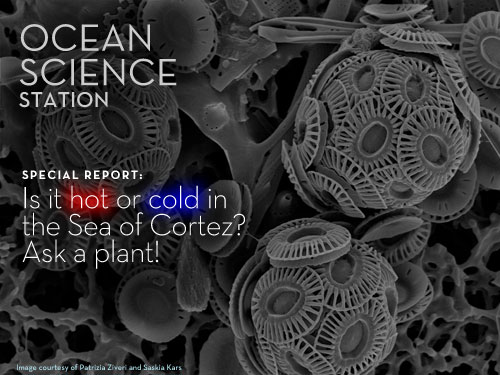 Is it hot or cold in the Sea of Cortez? Ask a plant! 