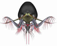 Computer-generated copepods model Head-On Capture View