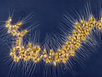 Asterionellopsis glacialis
