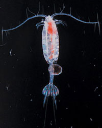 Typical Copepod, Euchaeta