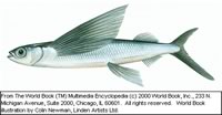 The Flying Fish