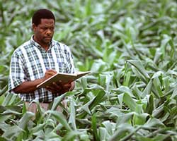 cornfield/scientist